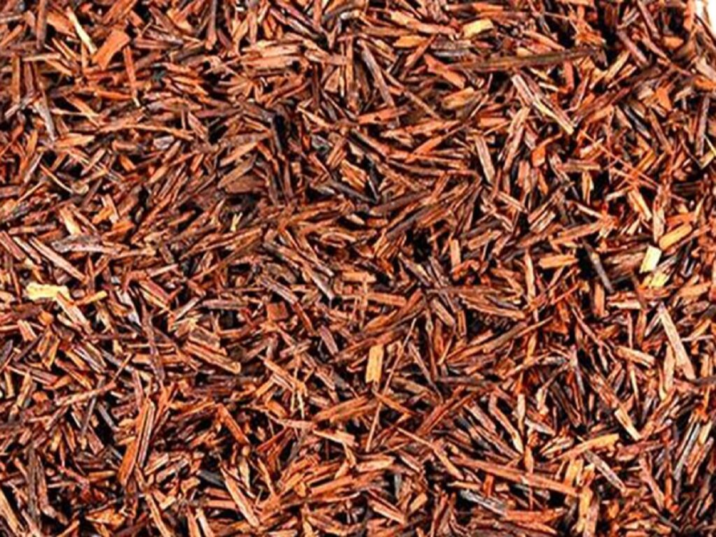 رویبوس شیراز