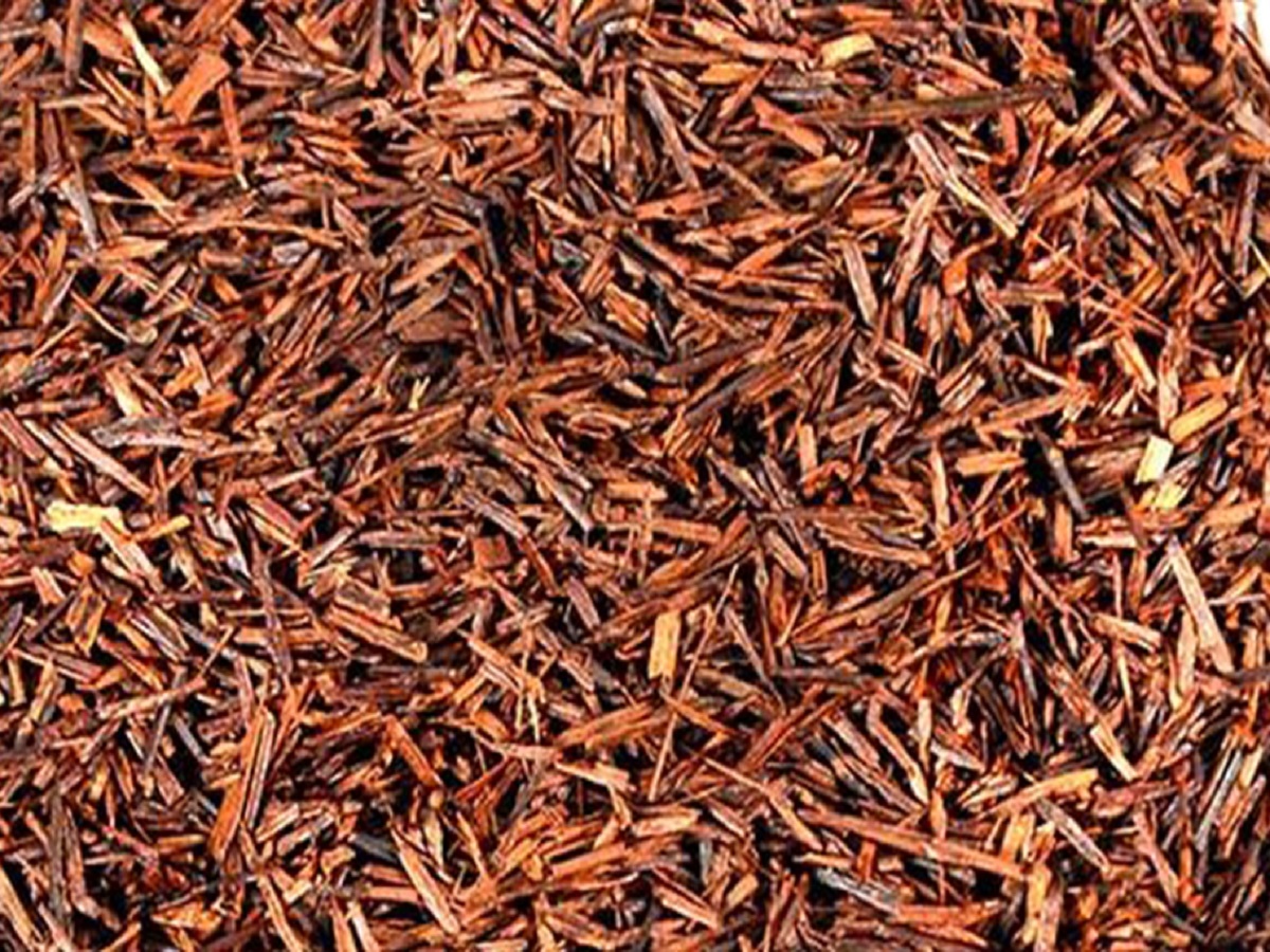 رویبوس شیراز